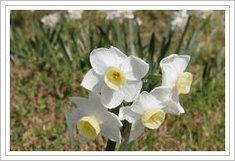 800px-Jonquil flowers at f32